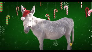 Dominick The Donkey