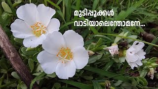 Mudipookkal Vadiyal