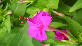 Nalumani Poove