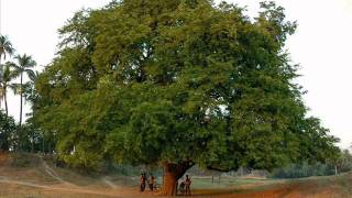 Aala Maram