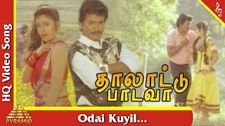 Odai Kuyil