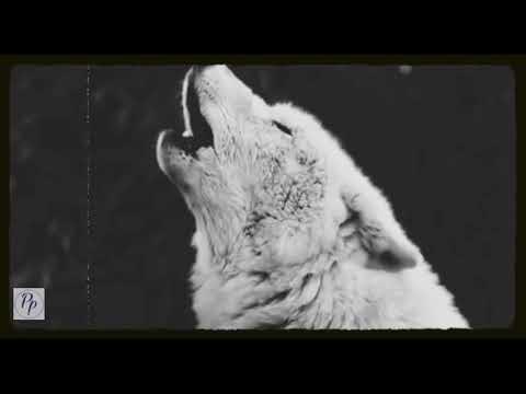 O Na Na Slowed Reverb